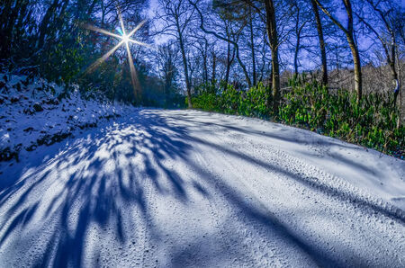 snow covered road leads through the wooded forestの写真素材