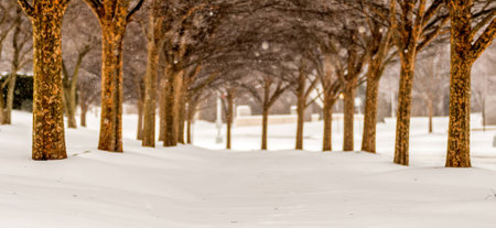 snow covered sidewalk alley with trees in winterの写真素材