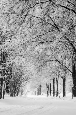 snow covered road and treesの写真素材