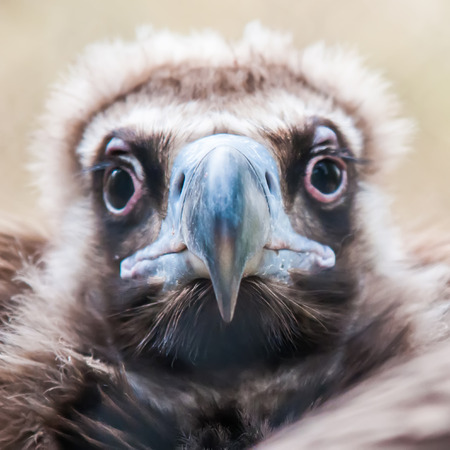 young baby vulture raptor birdの写真素材