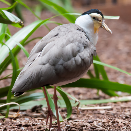 The Masked Lapwing (Vanellus miles),previously known as the Masked Plover の写真素材
