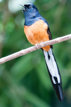 White-Rumped Shama(Copsychus malabaricus) in the natureの写真素材