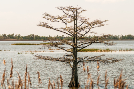 lake mattamuskeet nature trees and lants in spring time の写真素材