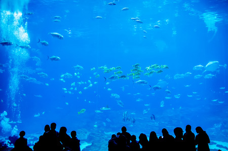 whale sharks swimming in aquarium with people observingの写真素材