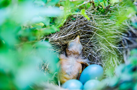 Babies Streak-eared Bulbul in nest with blue eggsの写真素材