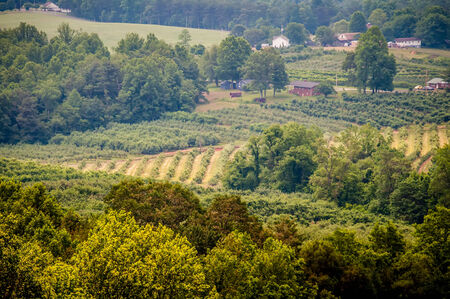 vinyard in a distance of virginia mountainsの写真素材