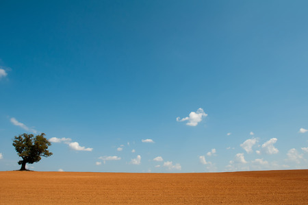 farm field with lone tree and blue skyの写真素材