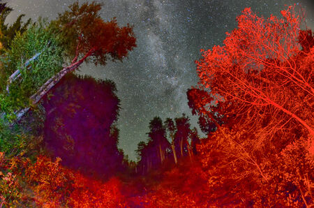a beautiful night sky, the Milky Way and the treesの写真素材