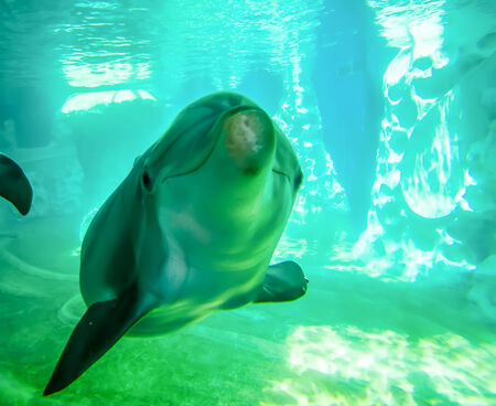 dolphin posing for camera underwaterの写真素材