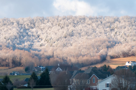 snowy forest landscape in winterの写真素材