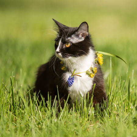 black cat playing on green grass lawnの写真素材