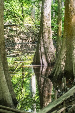 cypress forest and swamp of Congaree National Park in South Carolinaの写真素材