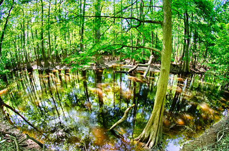 cypress forest and swamp of Congaree National Park in South Carolinaの写真素材