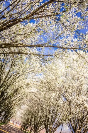 white cherry blossoms blooming in springの写真素材