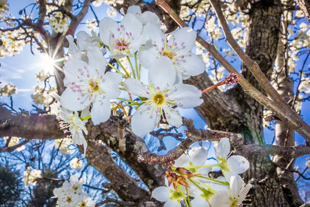 white cherry blossoms blooming in spring