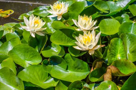 Water lily in pool of waterの写真素材