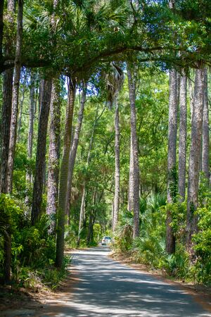 palmetto forest on hunting island beachの写真素材