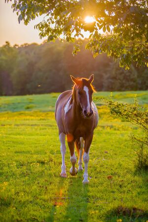 horse animal posing on a farmland at sunsetの写真素材