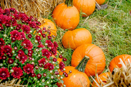 pumpkin and harvest decorations for the holidays