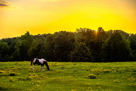 horse animal posing on a farmland at sunsetの写真素材