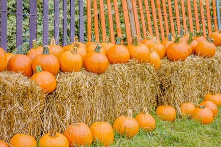 pumpkin and harvest decorations for the holidays