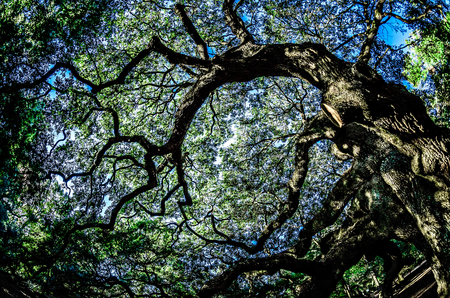 Angel Oak Tree on John's Island South Carolinaの写真素材