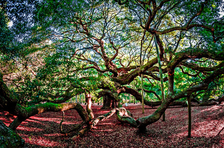 Angel Oak Tree on John's Island South Carolinaの写真素材