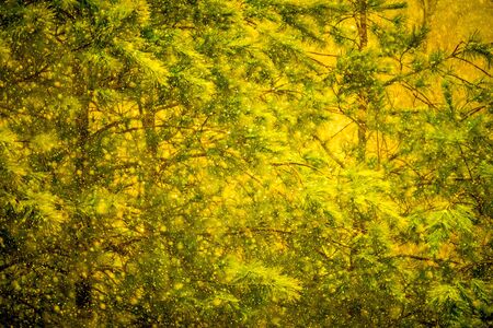 abstract winter storm with evergreen backgroundの写真素材