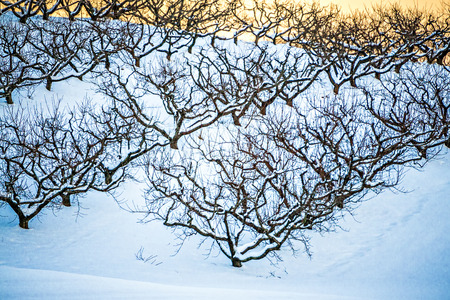 peach tree orchards on snowy winter landscapeの写真素材