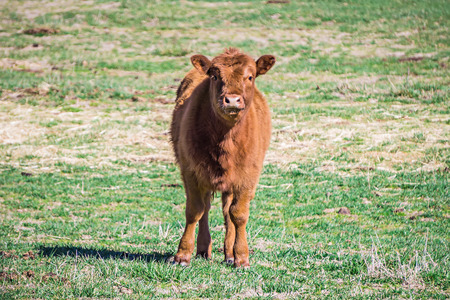 aggressive bulls staring at camera at the farmの写真素材