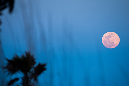 moon rising over palm trees at the beachの写真素材