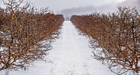 roadside trees and farms in michigan during winterの写真素材