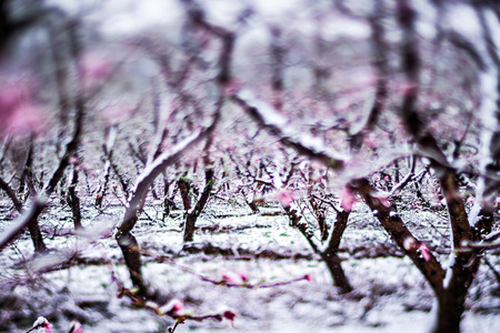 peach tree farm during spring snow with blossomsの写真素材