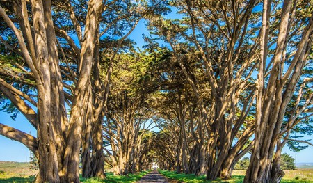 cypres tree tunnel at point reyes  national seashore