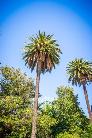sacramento california city skyline and street viewsの写真素材