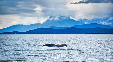 Humpback whale hunting on Mud Bay, Alaskaの写真素材