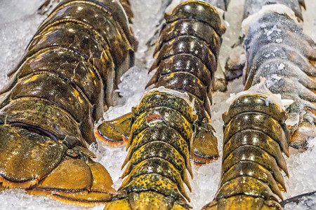 Lobster tails for sale at Pike Place Market in Seattleの写真素材