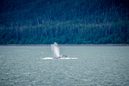 Whaleの写真素材