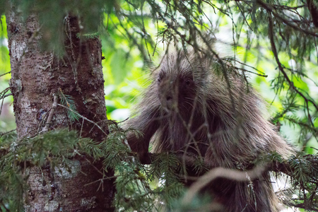 porcupine on a tree in juneau alaskaの写真素材