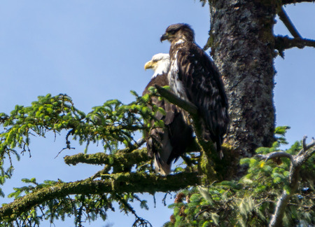 bald eagle and its baby sitting on tree branch