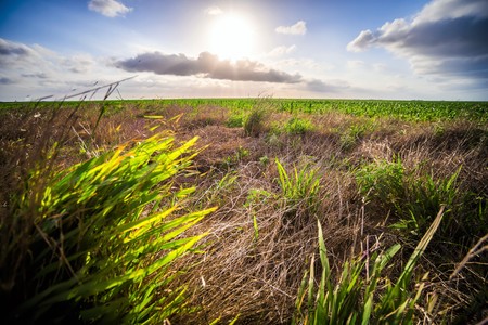 spring farm fields with sunset and clouds in texasの写真素材