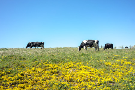 Sunny morning lighting pasture with farm cowsの写真素材