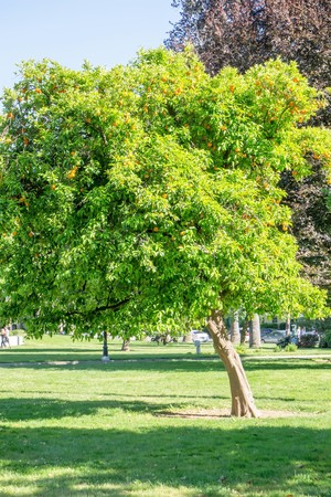 california bright orange fruit tree in downtown sacramento in california