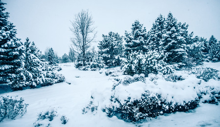 white cold frozen winter forest in washington stateの写真素材