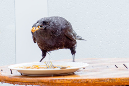 crow looking for food on alaskan cruise shipの写真素材