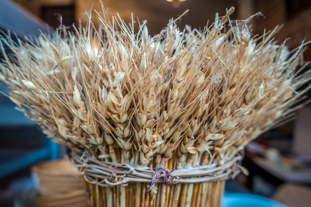 Spikelets of wheat bunch on displayの写真素材