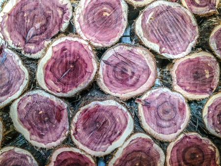 cedar tree trunk cuts for firewood