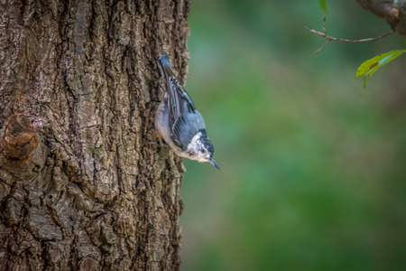 Huthatch bird  nut pecker in the wild on a treeの写真素材