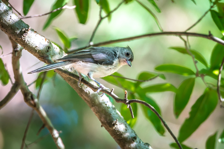 tufted titmouse in the wilds of south carolinaの写真素材