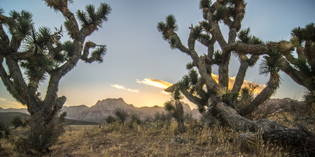 red rock canyon las vegas nevada at sunsetの写真素材
